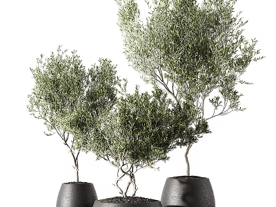 Lush Green Bonsai Potted Plants In Black Ceramic Pots For Stylish Indoor Decor 3d model