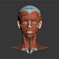 Human Head Anatomical Model Displaying Facial Organs Muscle Layers And Hair Growth Areas