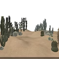 Various Shaped Succulent Cacti Growing in Sandy Desert with Blue Sky and White Clouds