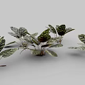 Peacock Plant Perennial Evergreen Herb With Striking Variegated Leaves As Indoor Decoration
