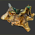 Vibrant Orange Vegetable Mushrooms Cluster With Wavy Edges And Fresh Texture