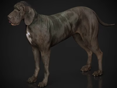 Large Dark Gray Dog With White Chest Standing In Detailed Fur Isolated On Black Background 3d model