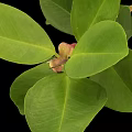 Plant Branch with Glossy Oval Shaped Green Leaves and Small Pink Fruits Against Black Background