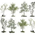 Various Arbor Trees With Green Foliage And Decorative Stones On Grass Base 3d model