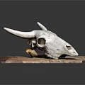 White Bull Skull Display on Textured Brown Base Against Dark Background
