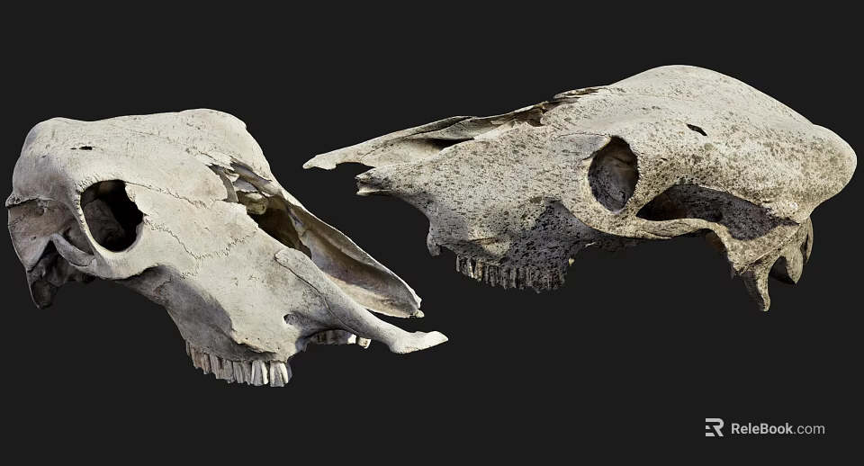 Medical Anatomical Model Two Animal Skulls With Holes And Worn Surface 3d model 