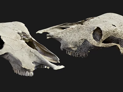 Medical Anatomical Model Two Animal Skulls With Holes And Worn Surface 3d model