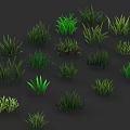 Green Grass Collection With Various Heights And Different Shapes On Dark Background