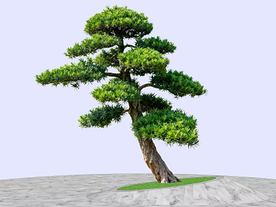 Pine Tree with Curved Trunk Lush Green Foliage on Stone Slab Ground and Grass Patch 3d model