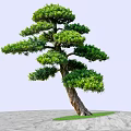 Pine Tree with Curved Trunk Lush Green Foliage on Stone Slab Ground and Grass Patch