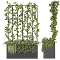 Vertical Green Plant Wall with Climbing Vines Metal Trellis and Black Planters