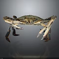 Detailed Green And Brown Crab With Large Claws And Colorful Legs