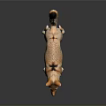 Brown And Yellow Jackal With Pointed Ears Long Tail Standing On Black Background