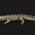 Detailed Realistic Reptile Crocodile With Long Snout Sharp Teeth And Scaly Body
