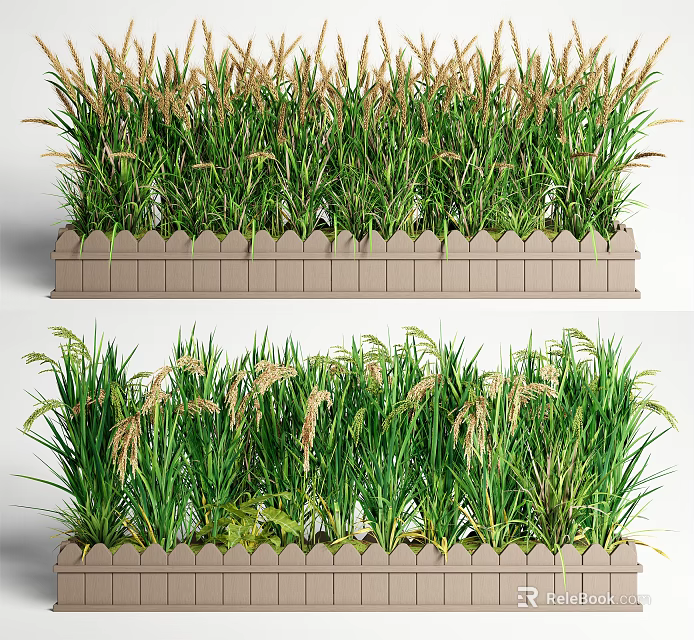 Green Crops With Spikelets Growing In Light Brown Rectangular Planter Boxes 3d model 
