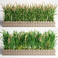 Green Crops With Spikelets Growing In Light Brown Rectangular Planter Boxes
