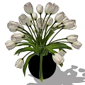 Potted White Tulips Arrangement With Black Vase And Green Leaves For Indoor Decoration