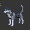 Gray and White Husky Dog With Blue Eyes Standing in Realistic 3D Rendered Pose
