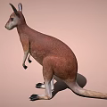 Brown and White Kangaroo Standing on Light Brown Background with Shadow 3d model