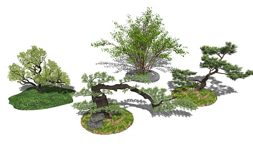 New Chinese Tree Landscape Tree Plant Arbor Pine 3d model