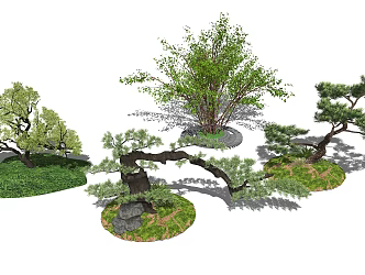 New Chinese Tree Landscape Tree Plant Arbor Pine 3d model