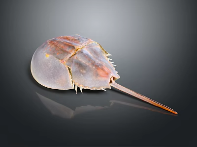 Close Up View of Horseshoe Crab with Reddish Brown Shell and Long Tail on Dark Surface 3d model