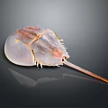 Close Up View of Horseshoe Crab with Reddish Brown Shell and Long Tail on Dark Surface