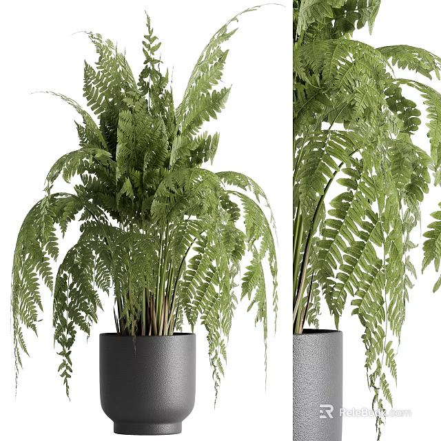 Indoor Fern Potted Plant With Lush Green Leaves In Black Pot 3d model 