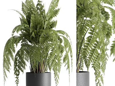 Indoor Fern Potted Plant With Lush Green Leaves In Black Pot 3d model