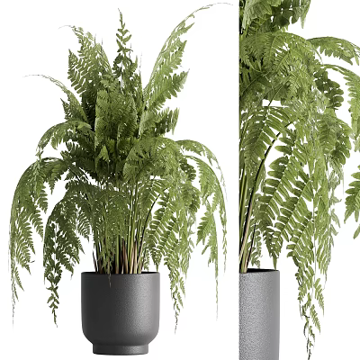 Indoor Fern Potted Plant With Lush Green Leaves In Black Pot 3d model Indoor Fern Potted Plant With Lush Green Leaves In Black Pot 3d model