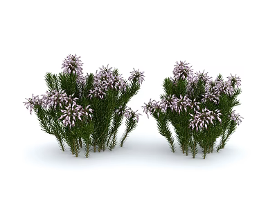 Modern Flower Garden Plant Grass Flower Plant Perennial Flower Cluster Flowering Shrub Woody Plant Cannon Flower 3d model