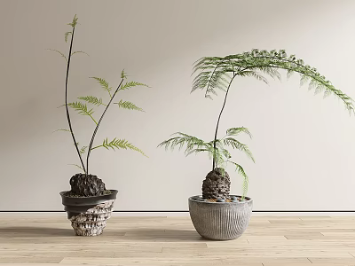 Bonsai Fern Plants In Textured And Ceramic Pots On Wooden Floor With Light Wall 3d model