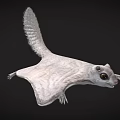 Siberian Flying Squirrel with Gray Brown Fur and Gliding Membrane in Coniferous Forests