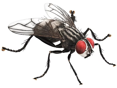 Flying Insect With Red Compound Eyes Transparent Wings Black Body And Slender Legs 3d model