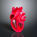 Red Anatomical Heart Model With Detailed Internal Structures On Dark Background