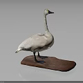 Realistic White Swan Standing on Brown Wooden Base Against Gray Background