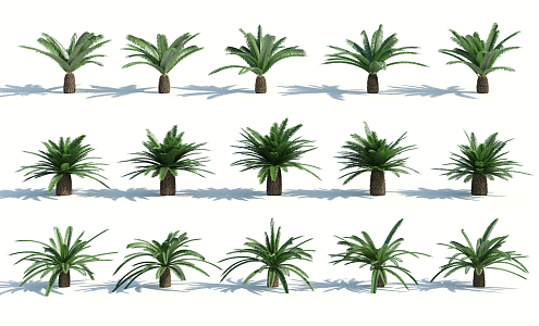 Modern Palm Tree 3d model