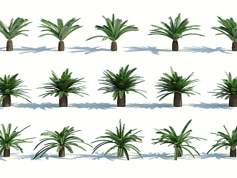 Modern Palm Tree 3d model