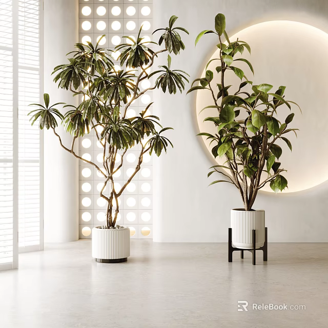 Modern Interior With Potted Bonsai Plants In White Ceramic Pots And Black Stand 3d model 
