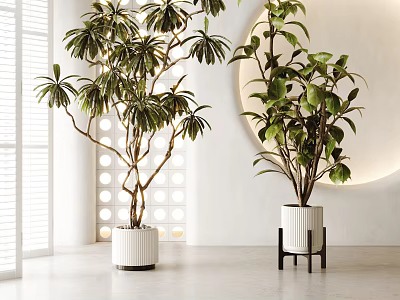 Modern Interior With Potted Bonsai Plants In White Ceramic Pots And Black Stand 3d model