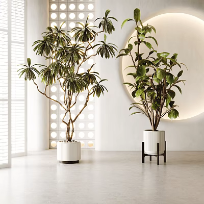 Modern Interior With Potted Bonsai Plants In White Ceramic Pots And Black Stand 3d model