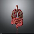 Human Organs And Hair Anatomy 3D Model With Pink Red Structure And Dark Background