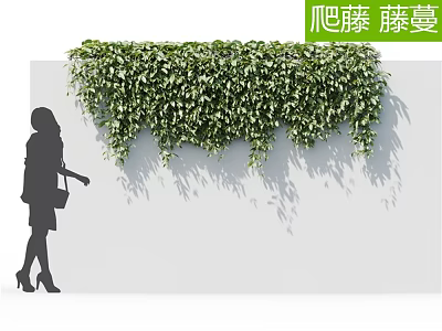 Climbing Vines Growing on White Wall with Lush Green Hanging Foliage and Shadows 3d model