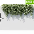 Climbing Vines Growing on White Wall with Lush Green Hanging Foliage and Shadows