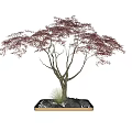 Bonsai Plant With Red Leaves Brown Trunk And Pink Decorative Stones