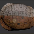 Reptile Turtle Shell Featuring Orange Brown Patterned Texture on Dark Background