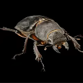 Macro View of Dark Beetle with Hard Exoskeleton and Leg Structure on Black Background