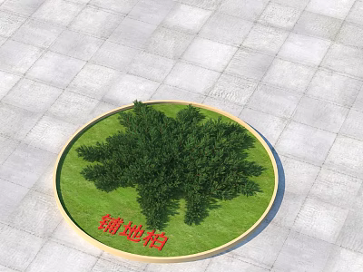 Creeping Juniper Growing In Circular Green Lawn With Gray Floor Tiles 3d model