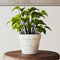 Modern Potted Plant 3d model