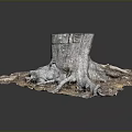 Natural Wooden Stump With Exposed Roots And Rustic Stone Textured Base Design